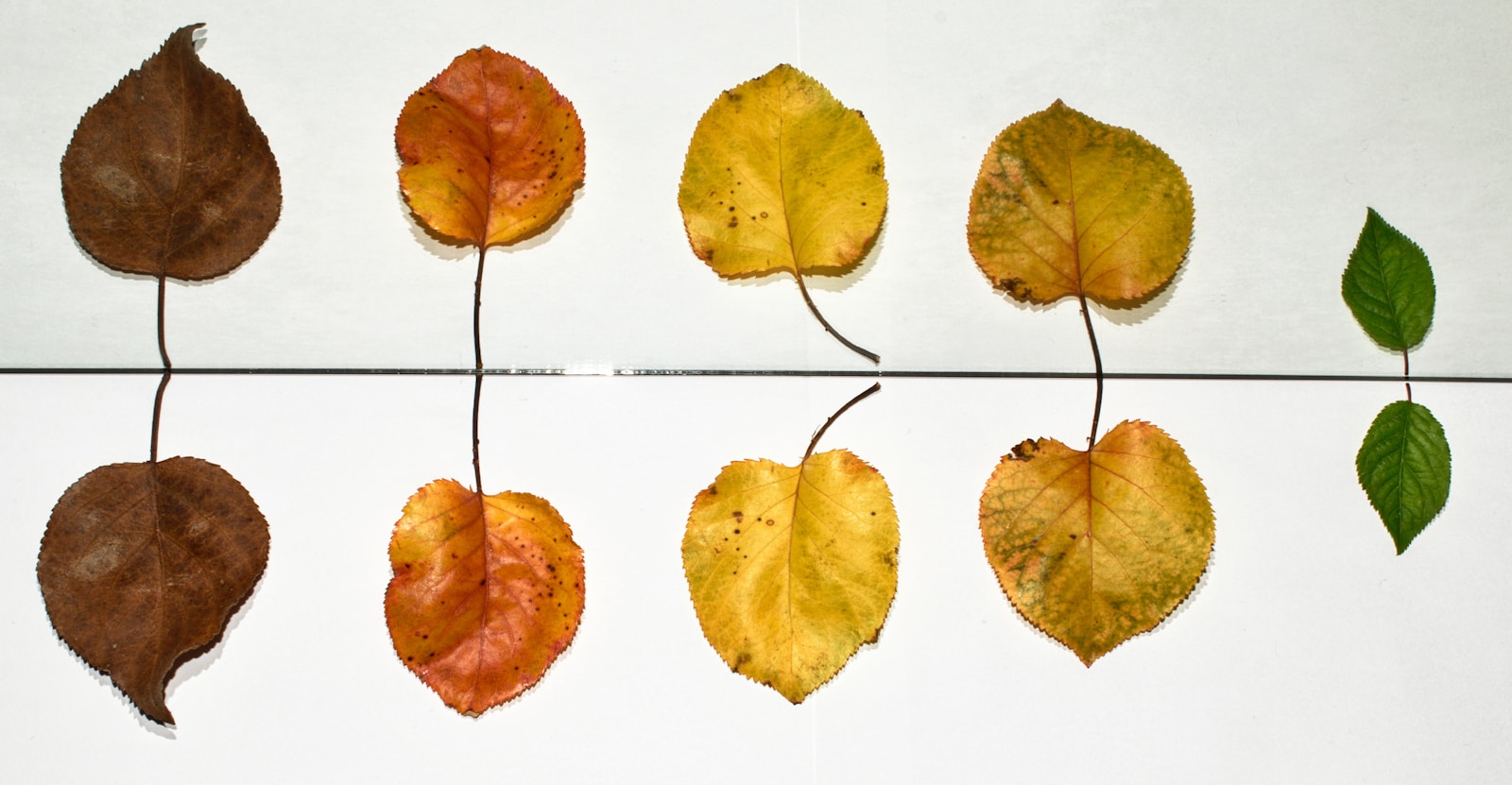 seo automation growth